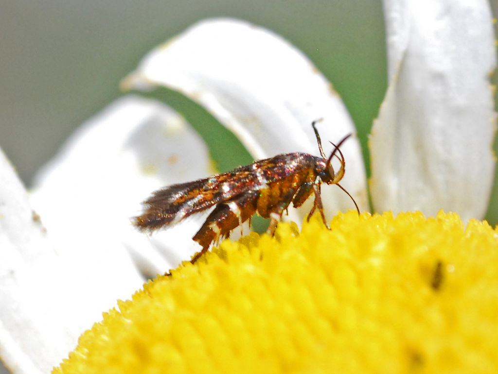 Pancalia leuwenhoekella (Cosmopterigidae)